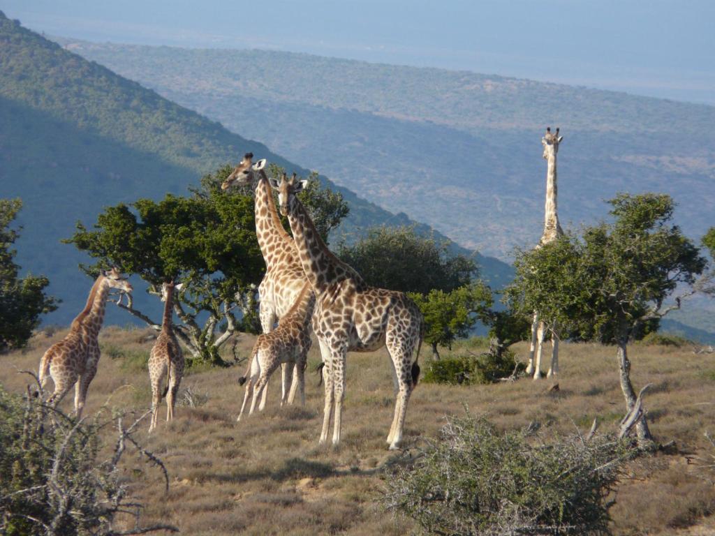 a group of giraffes standing in a field at Koedoeskop Private Mountain Reserve in Waterford