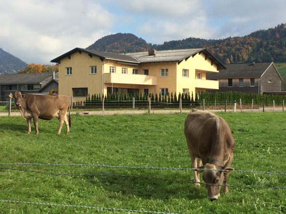two cows grazing in a field in front of a house at Ferienwohnung Thannen in Lingenau