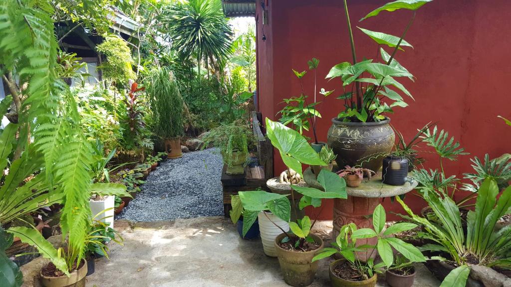 Marius B&B & Hostel في Silang: حديقة مليئة بالنباتات