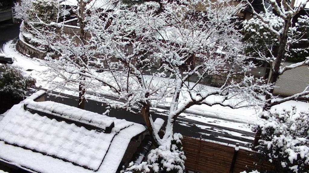 two benches covered in snow next to a tree at Kinkaku in Kyoto
