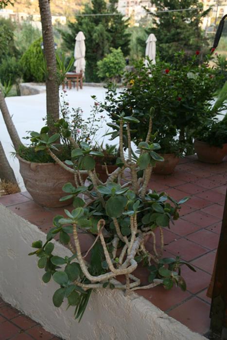 a group of potted plants sitting on a wall at Akti Damnoni in Damnoni