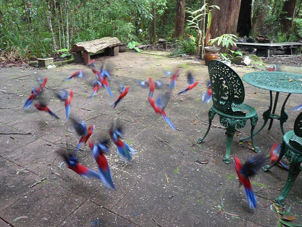 a flock of birds flying around a table and chairs at Springbrook Storybook in Springbrook