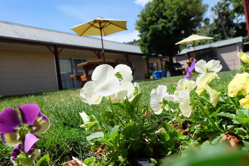 Castles Motel & Driftwood Motel - Resim 5