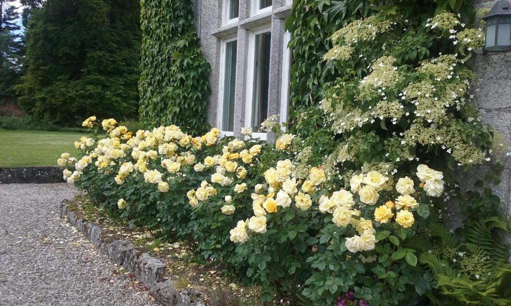 une haie de fleurs jaunes devant une fenêtre dans l'établissement Courtyard Cottage, à Carlow