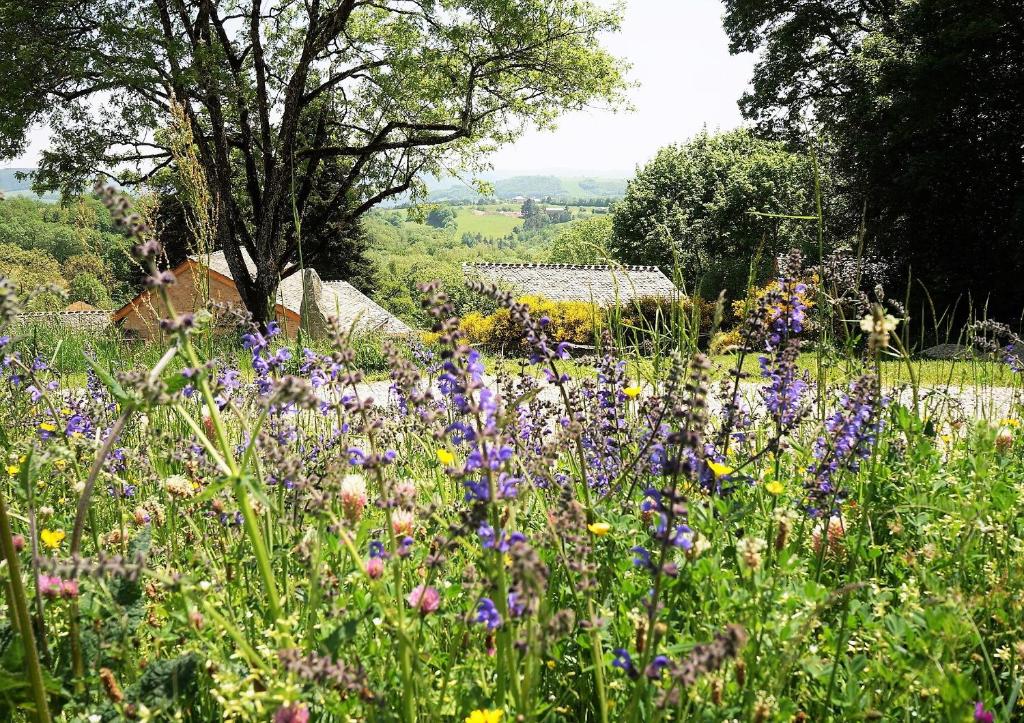 Domaine des Maréquiers chambre Mélilot في Saint-Germain-du-Teil: حقل مليء بالورود في الحديقة