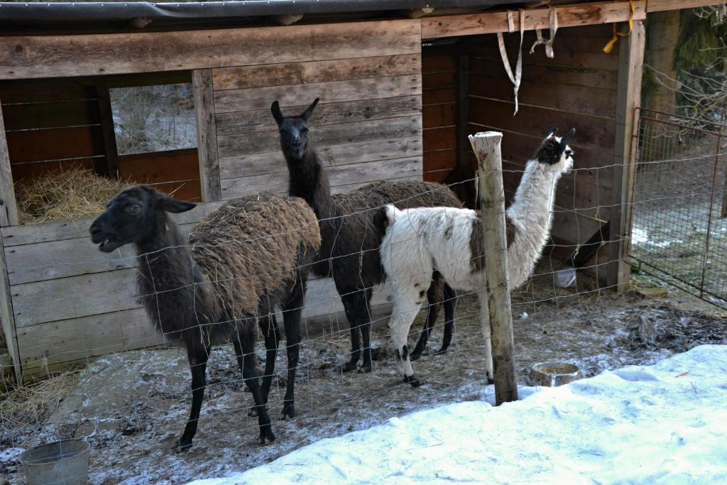 Zvířata v penzionu – hostince nebo okolí