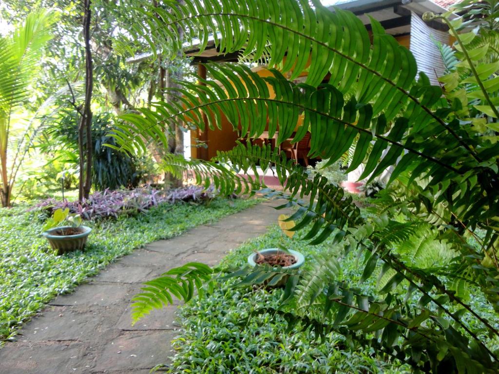 Zahrada ubytování Sigiri Neo Homestay