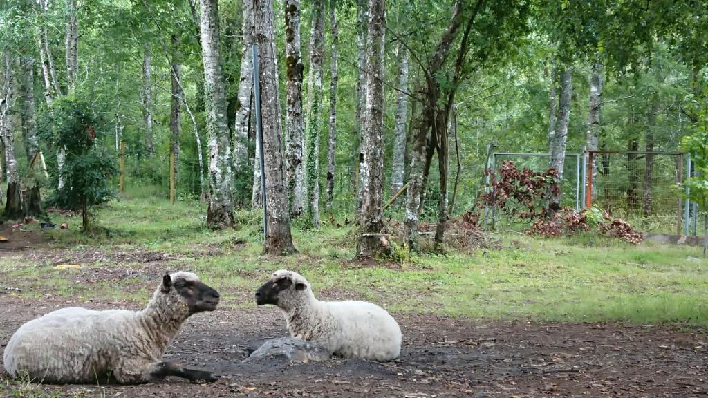 two sheep laying on the ground in a field at Parcela Traitraico, Coñaripe in Coñaripe