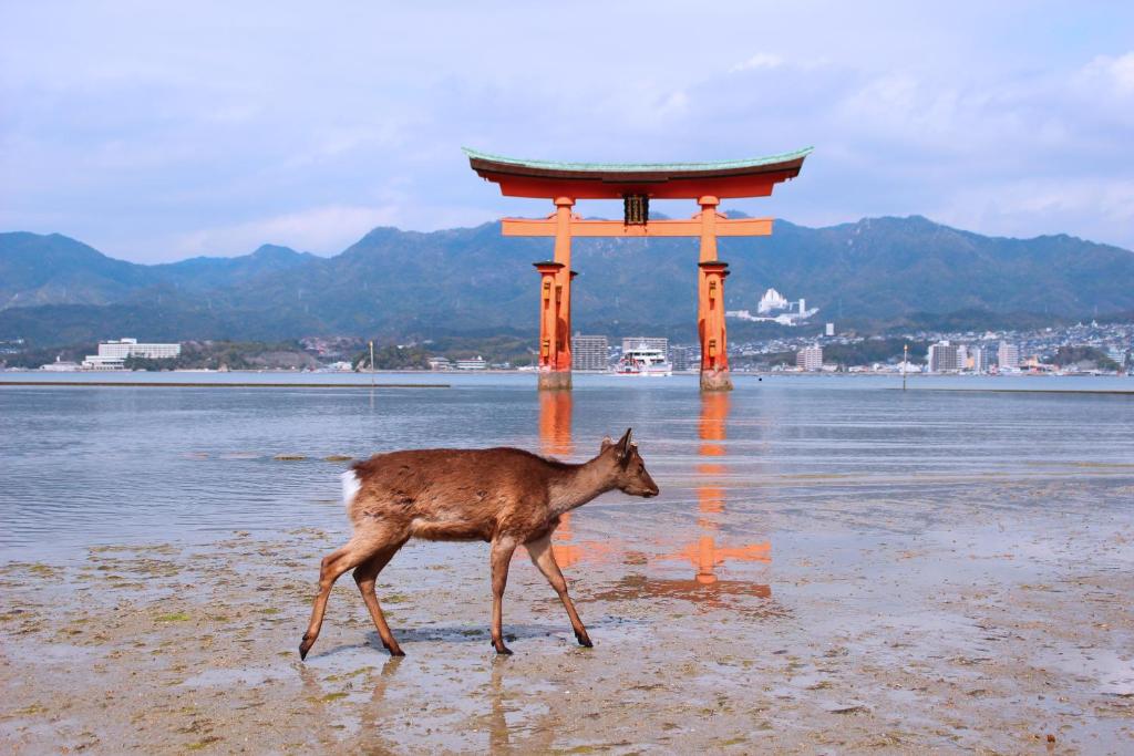 a deer walking on the beach with an asian gate at Guesthouse COCO Hiroshima (Female Only) in Hiroshima