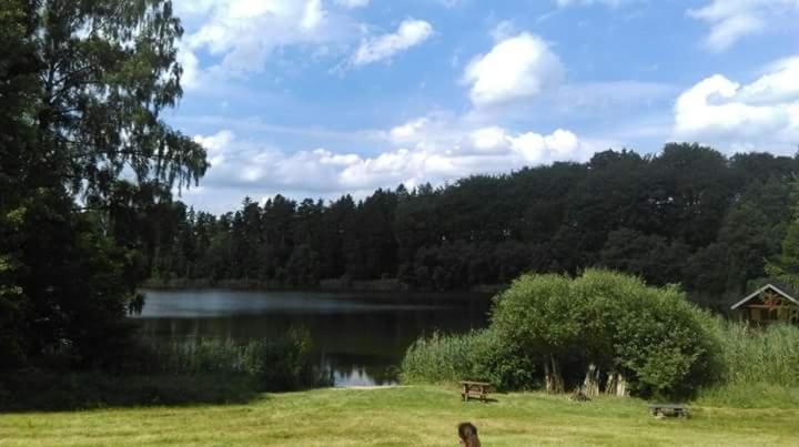 a dog standing in a field next to a lake at Agrowczasy u Bartka in Wielki Klincz