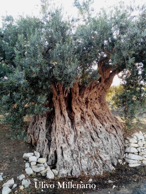 Fotografie z fotogalerie ubytování Ronnavona Casa Vacanze B&B v destinaci Chiaramonte Gulfi