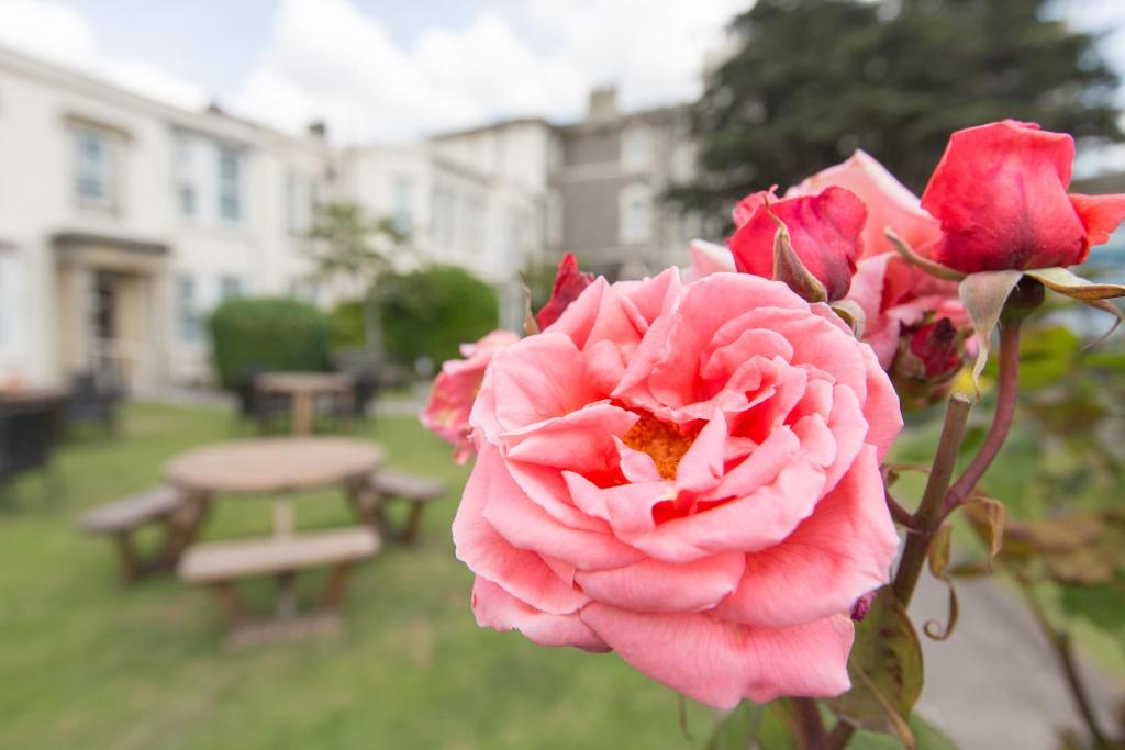 a pink rose sitting in front of a park at Lauriston Hotel in Weston-super-Mare