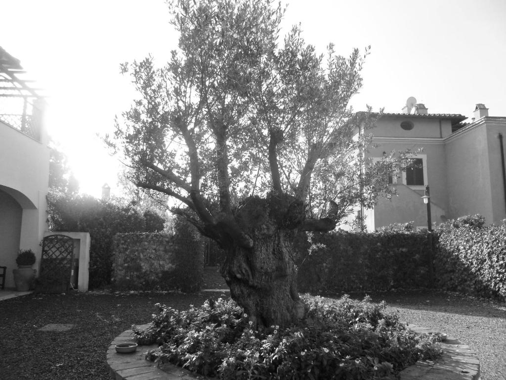 Zahrada ubytování Casale DI Tormaggiore Villa And Country Suites