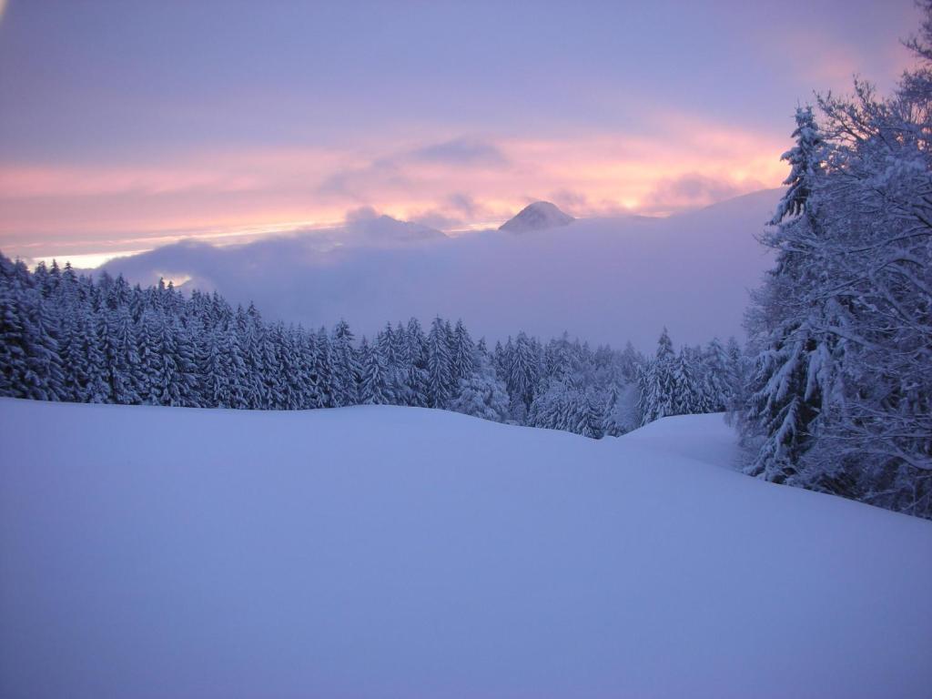 Blick auf einen schneebedeckten Berg mit Bäumen in der Unterkunft Stangleggerhof in Wiesing