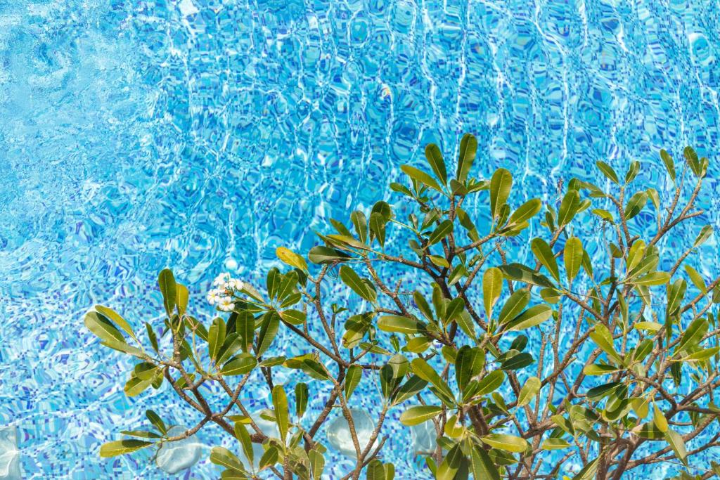 Baan Laimai Beach Resort & Spa - SHA Extra Plus - Resim 37