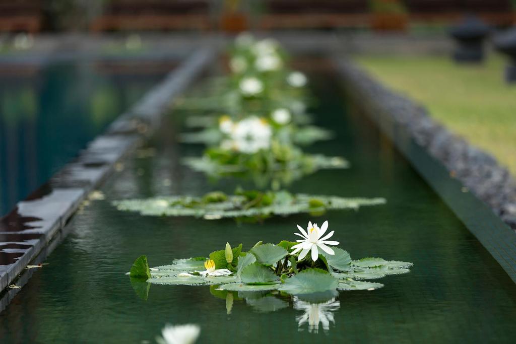 a row of water lily pads with white flowers at Anantara Chiang Mai Resort in Chiang Mai