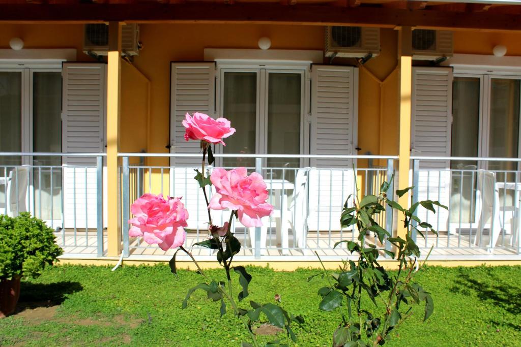 Deux roses roses sur un balcon d'une maison dans l'établissement Rantos Apartments, à Kavos