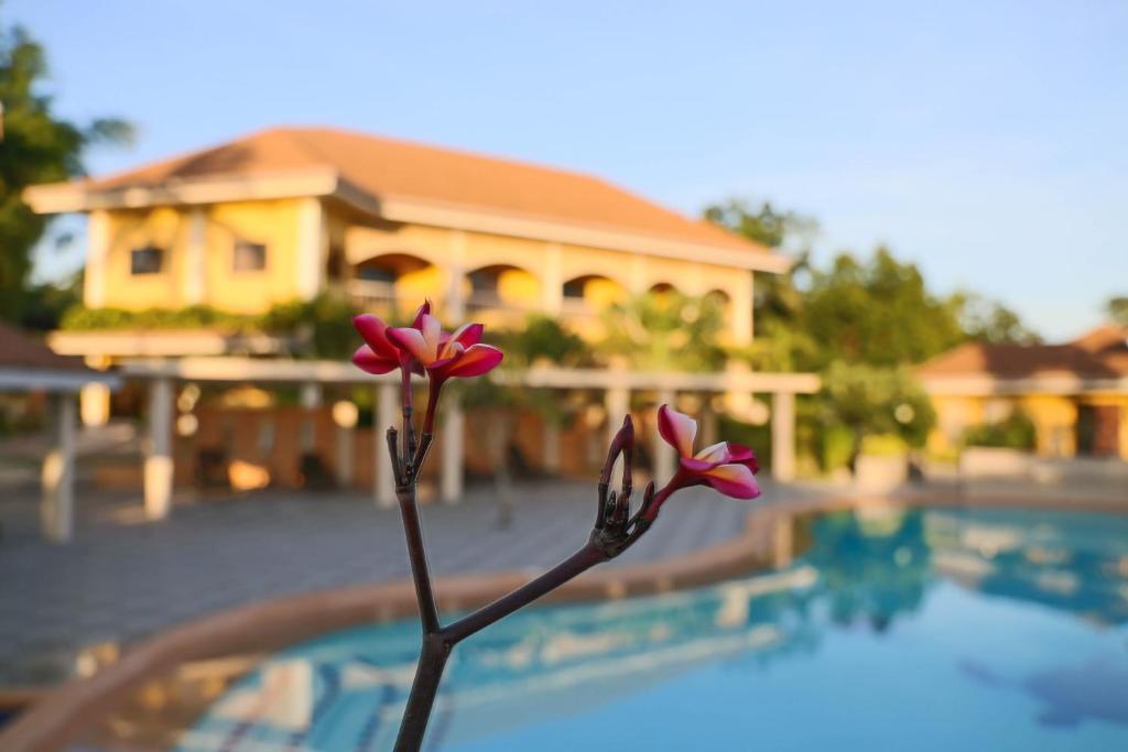 Piscina di Turtle Bay Dive Resort o nelle vicinanze