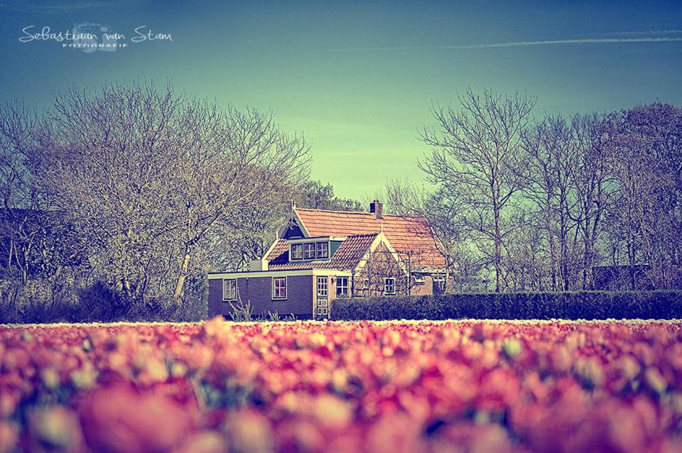 una casa en medio de un campo de hojas en Bungalow Callantsoog, en 't Zand