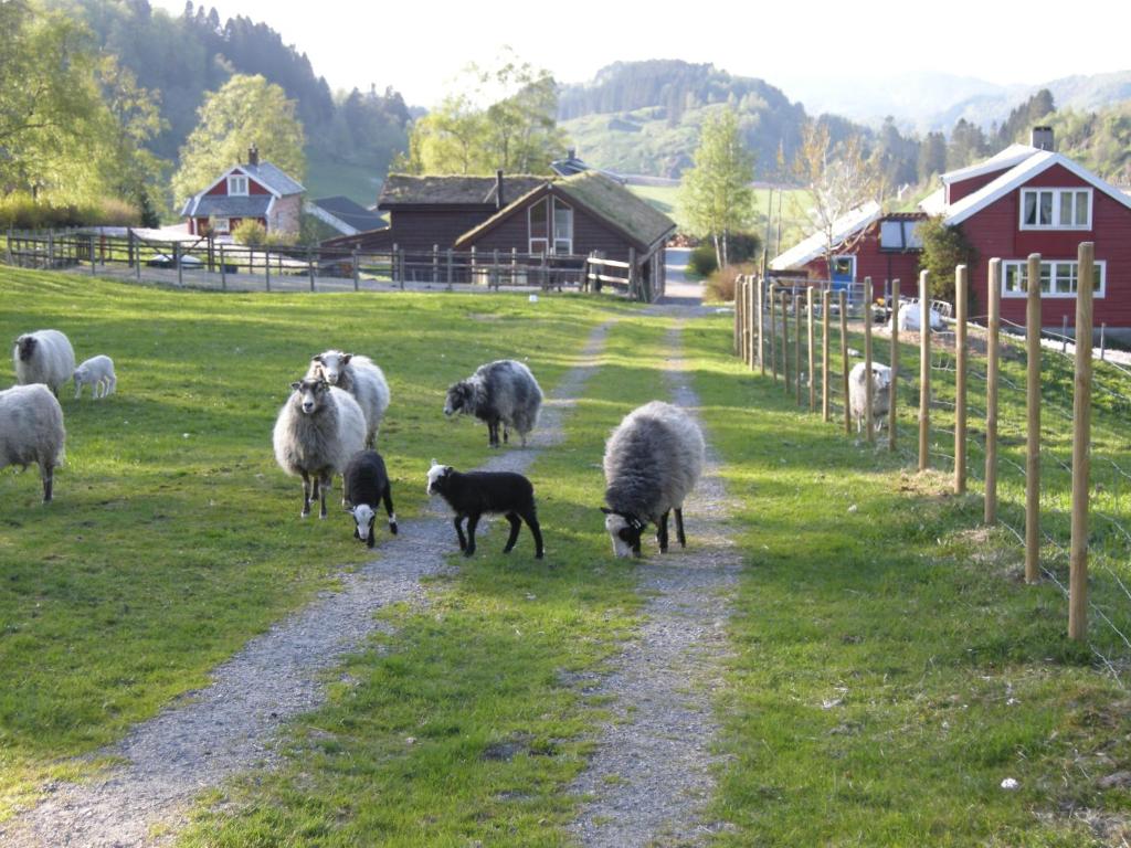 Eine Herde Schafe, die auf einer unbefestigten Straße spazieren in der Unterkunft Skjerping gård in Lonevåg