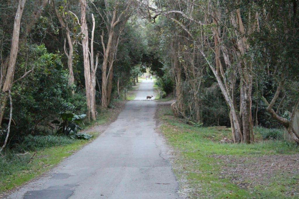 un camino de tierra lleno de árboles y un perro en él en Nature's Valley Health Retreat A Hide away in the Forest en Natureʼs Valley