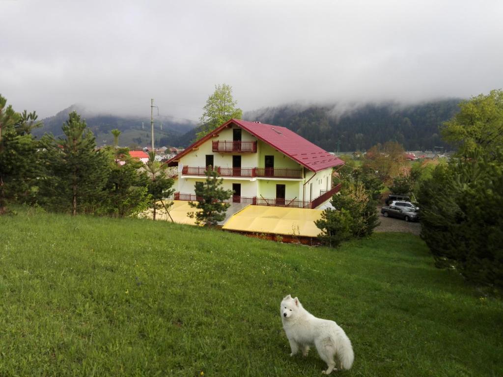 a sheep standing in the grass in front of a house at Grandemi Belvedere Bucovina in Frasin