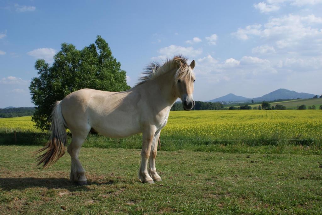 Zvířata v apartmánu nebo okolí