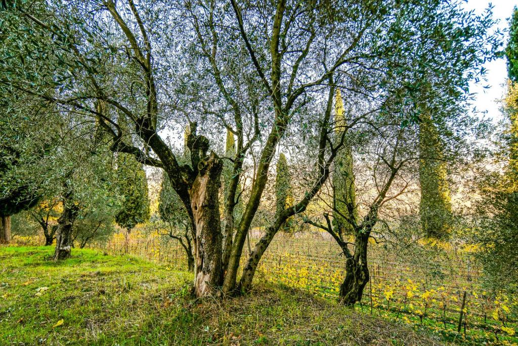 Villa Betteloni Valpolicella Suites - 7