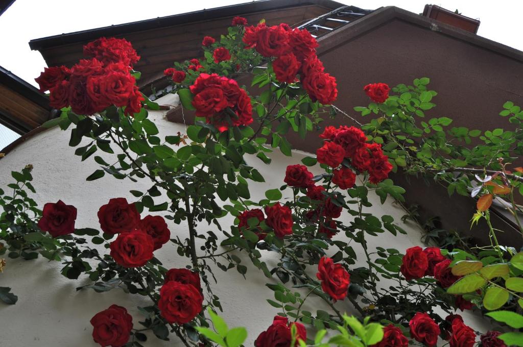 Zahrada ubytování Hosteria Catalana