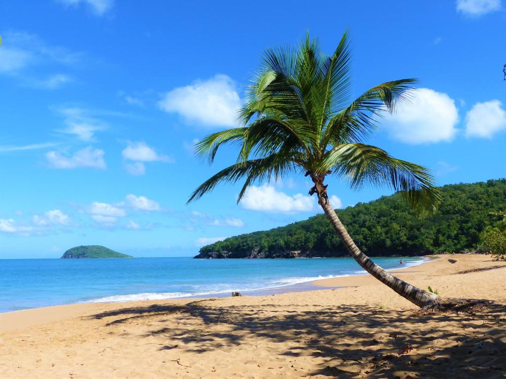 a palm tree on a beach near the ocean at Gites Rose des Vents in Deshaies