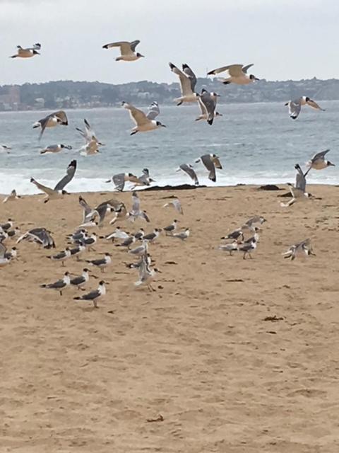 アルガロボにあるCabañas en Algarrobo Norteの海上を飛ぶ鳥の群れ