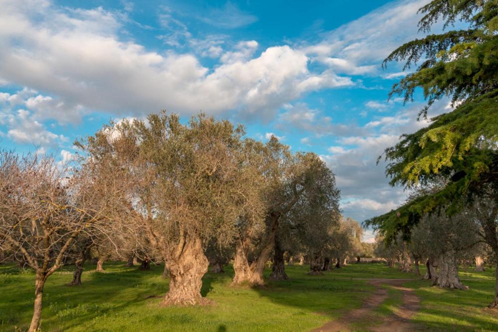 a row of trees in a field with a cloudy sky at La Fragna in Nardò