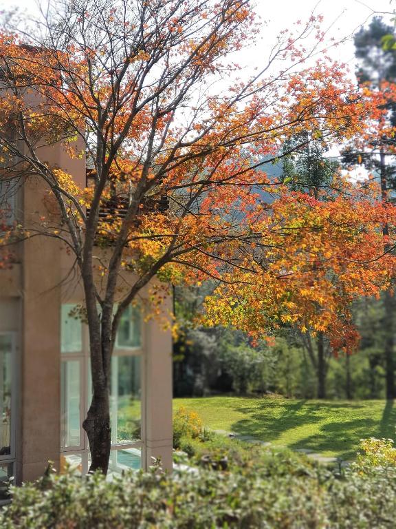 Zahrada ubytování Around The Tree Manor