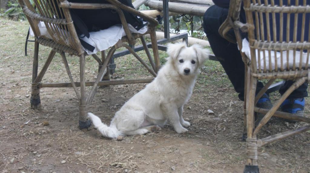Ospiti di Peace Guest House con animali domestici
