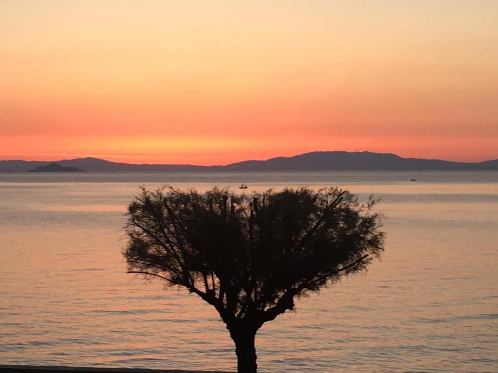 een boom voor de oceaan bij zonsondergang bij Studio Rio Marina sul mare AC in Rio Marina