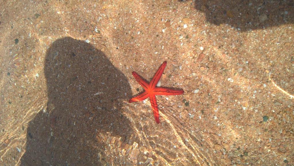 una estrella de mar roja sentada sobre la arena en San Teodoro, en San Teodoro