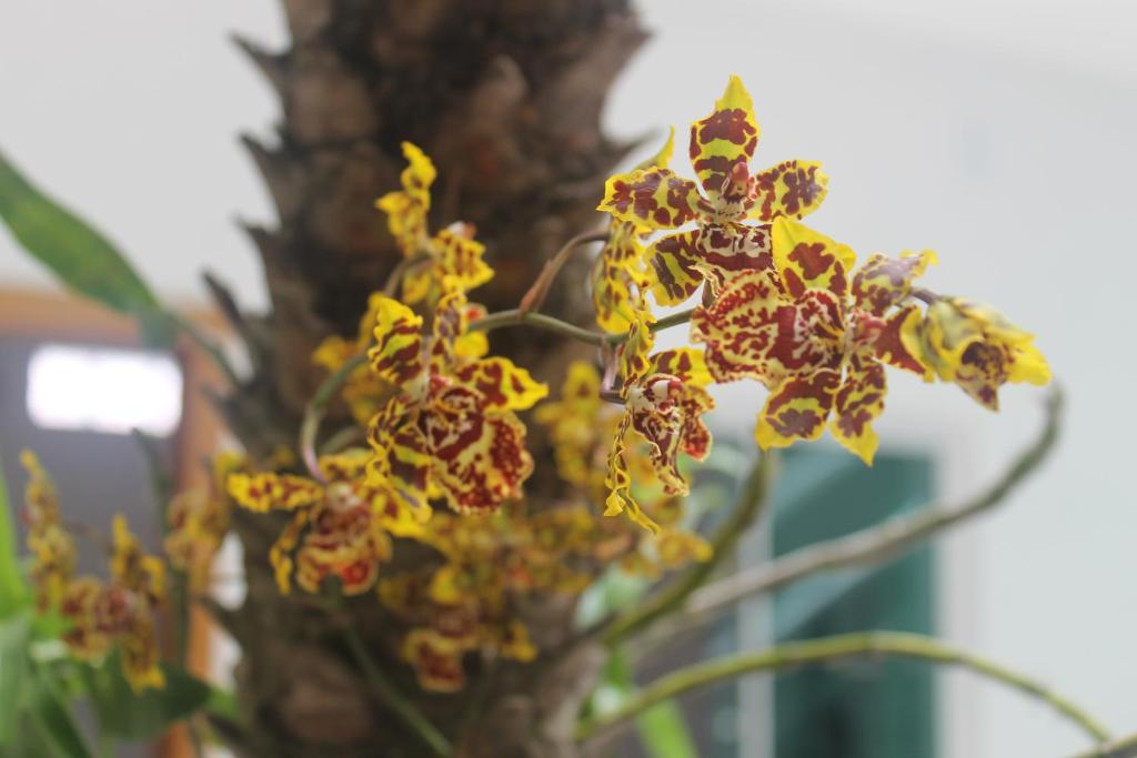  Pousada Orquideas de Maria