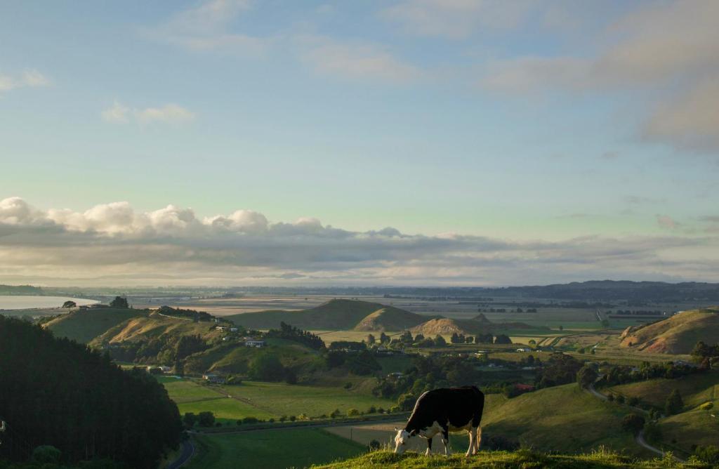 a cow grazing on the side of a hill at The Grange Lodge in Napier
