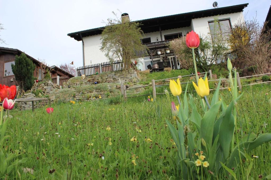 un campo de tulipanes frente a una casa en Haus Koblizek, en Waldkirchen