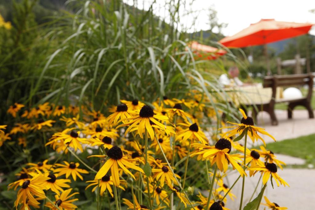 Zahrada ubytování Hotel Stefaner