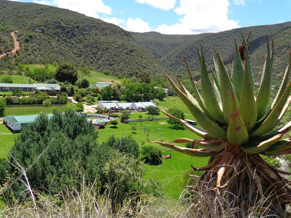 uma vista para um campo verde com uma grande planta em De Oude Meul Country Lodge & Restaurant em Oudtshoorn