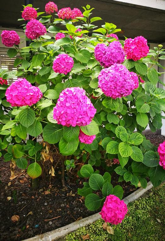 Belmont Motor Inn - Resim 31