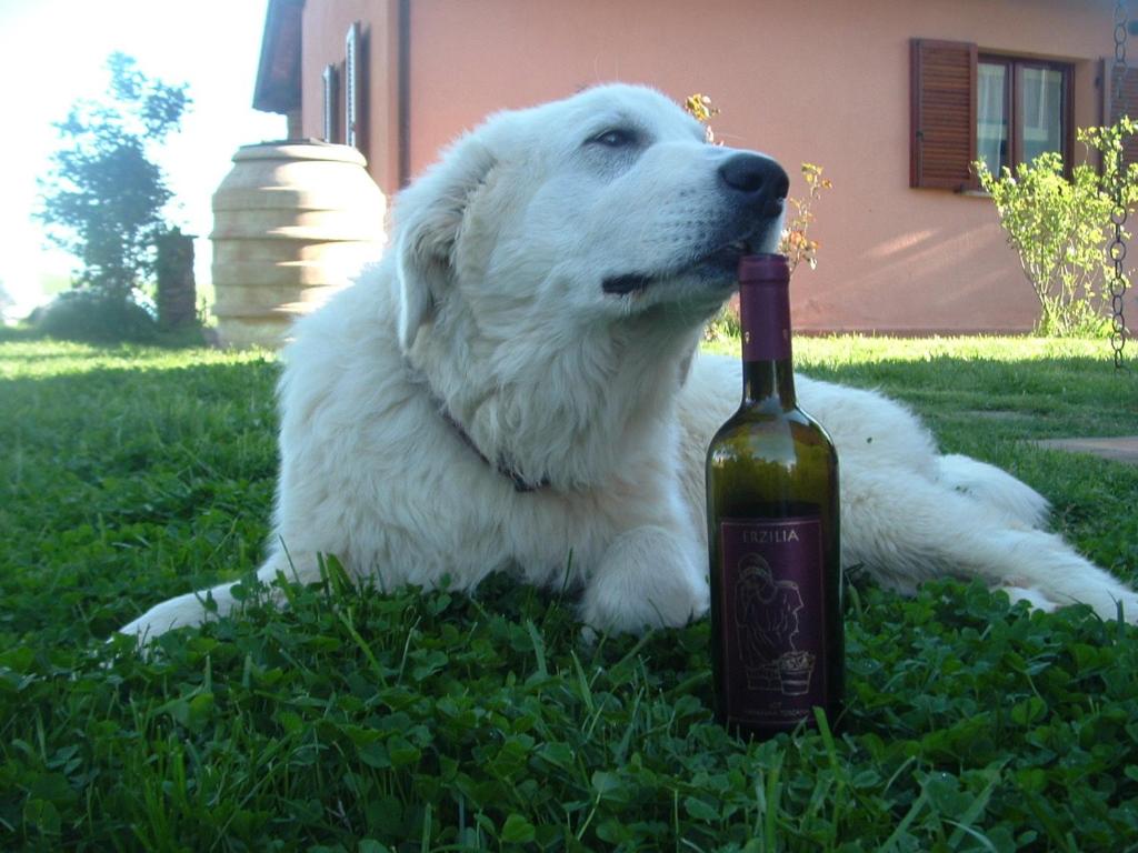 Ospiti di Agriturismo Pian dei Pini con animali domestici