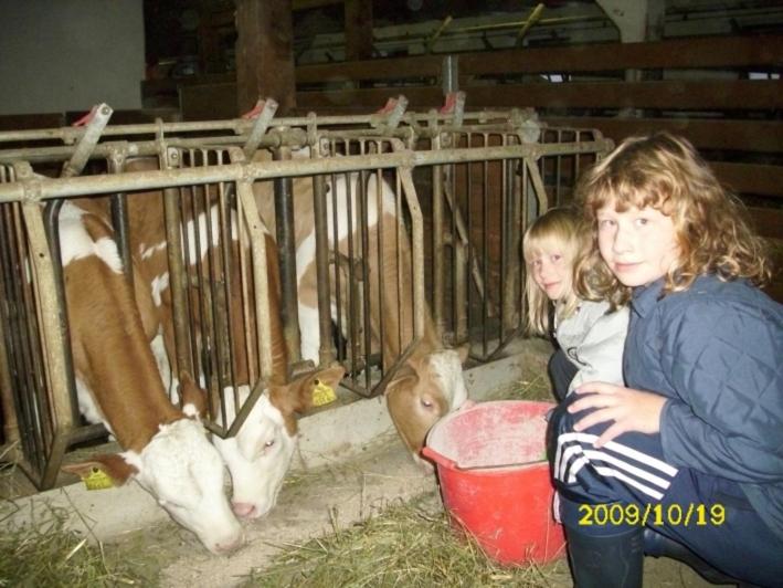 Zvířata v apartmánu nebo okolí