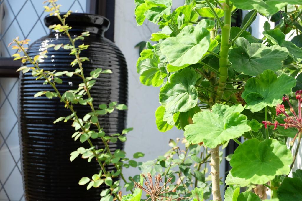 Castles Motel & Driftwood Motel - Resim 3