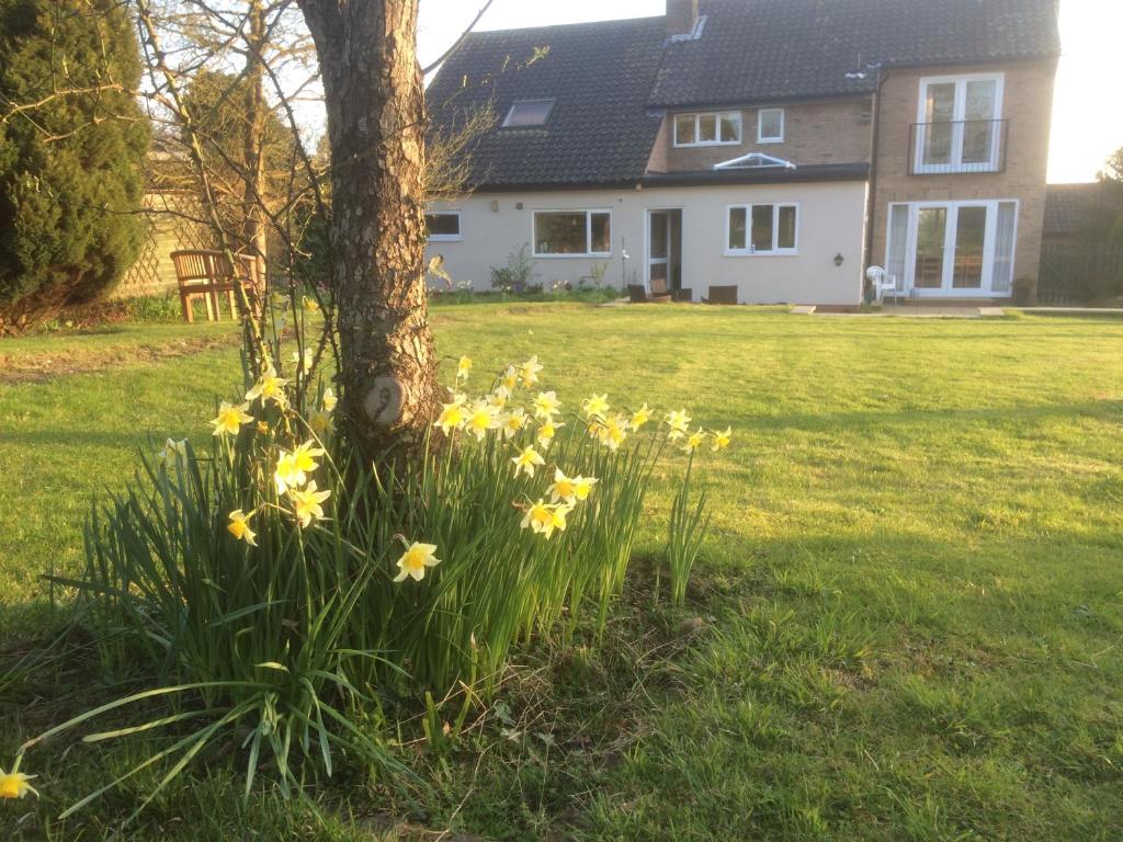 a bunch of daffodils growing around a tree at 'Tanglemere' in Broadway