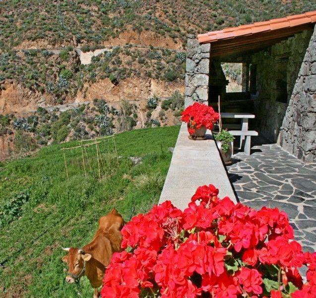 a cow laying in the grass next to a table with red flowers at Casa rural El Coronel in Tejeda