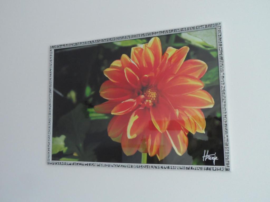 a picture of a red flower in a picture frame at Dalija apartman in Zagreb