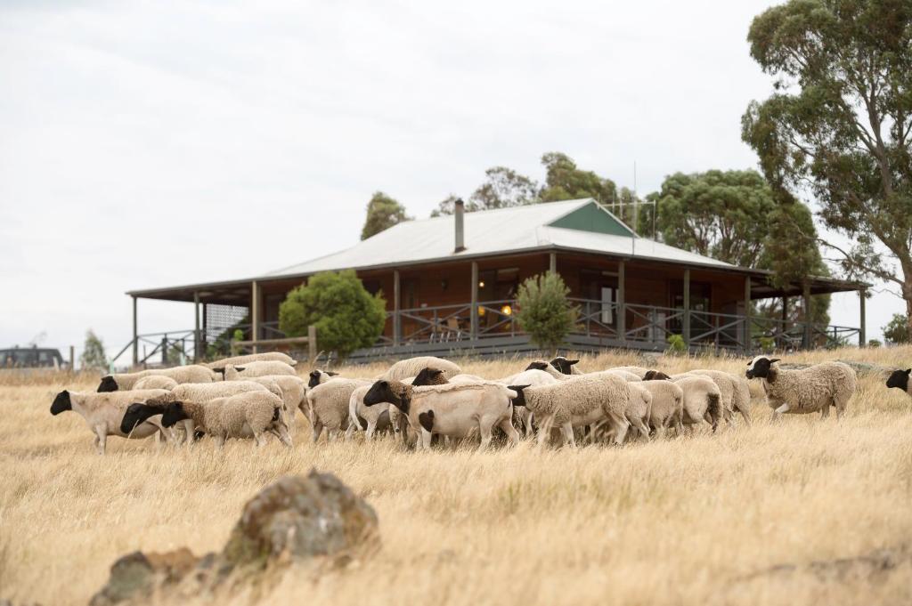a herd of sheep in a field in front of a building at Gilgraves Vineyard Farmstay in Axedale