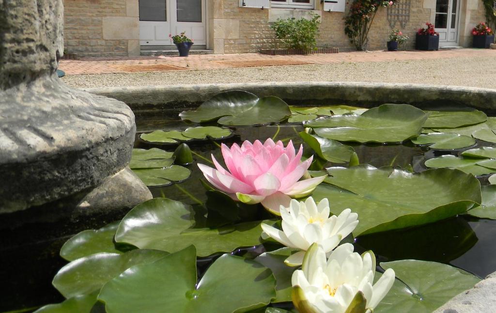 a pink and white water lilies in a pond at Le Logis d&#39;ANTIGNY in Val-du-Mignon